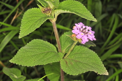 Lantana indica